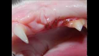 Feline Tooth Resorption [upl. by Ameluz]