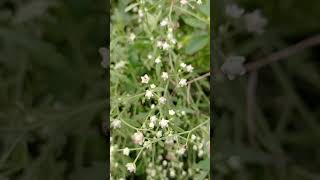 parthenium hysterophorus harmful plants plantlife [upl. by Kokoruda929]