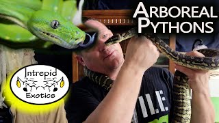 Arboreal Snakes Carpet python and Green Tree Python [upl. by Warden121]