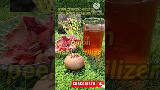 Best fertilizer for ROSE plant onionpeelfertilizer [upl. by Anayra]