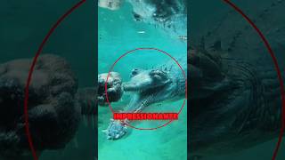 O crocodilo mais assustador 💀 Cred jonathanrios782 on TT crocodilo trending viralvideo [upl. by Kampmann592]