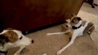 Greyhound Whippet Italian Greyhounds [upl. by Xenos12]