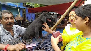 RECENT DOG PUPPY PRICE UPDATE  GALIFF STREET PET MARKET KOLKATA  CHEAP PRICE  VISIT 22MAY 2022 [upl. by Ardnnaed96]