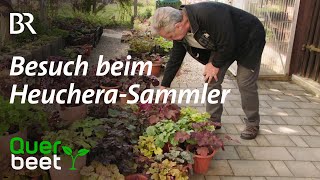 Besuch beim Heuchera Sammler [upl. by Yesteb926]