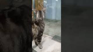 suara ibu kucing memanggil anaknya [upl. by Simpkins]