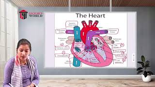 GNM 1st YearAnatomy amp PhysiologyCirculatory System  Anatomy Of Heart [upl. by Darrell]