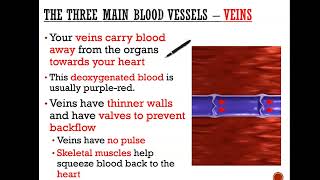 The three blood vessels  Arteries Capillaries and veins GCSE Science [upl. by Phip]