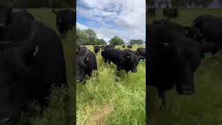 Bringing Mineral to the Cattle on Pasture [upl. by Andrews]