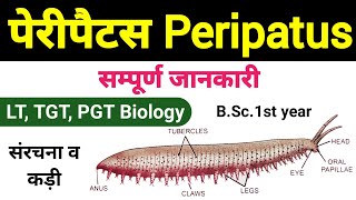 peripatus  peripatus structure and affinities  peripatus diagram  peripatus classification [upl. by Mariellen]