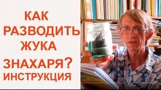 Как разводить ЖукаЗнахаря ЖукЗнахарь как Корм Для Домашних Питомцев энтомология [upl. by Herzberg]