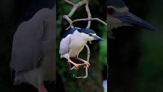 Elegant Pace Nycticorax birds [upl. by Beverlee254]