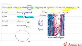 The tracheids and vessels of this wood get plugged by the ingrowth of the adjacent parenchyma cells [upl. by Luzader]