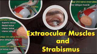 Extraocular Muscles and Strabismus [upl. by Lorena]