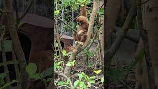 白手長臂猿Whitehanded Gibbon與山羌FormosanReevesMuntjacTaipei Zoo [upl. by Rolyak]