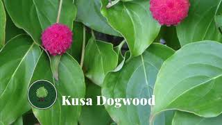 Kousa Dogwood [upl. by Inge640]