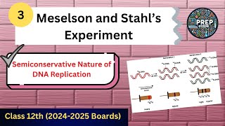 Meselson And Stahl Experiment  Semiconservative DNA Replication  12th Biology  20242025 Boards [upl. by Elleoj320]