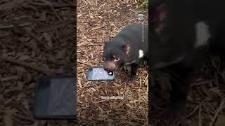 Tasmanian Devil Steals Cell Phone [upl. by Hines]