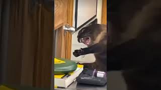 Original Video of The screaming cat in the vet clinic catmen catcop strangecat screamin [upl. by Ahtamas]