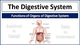 Digestive System  Organs of Digestive System amp their Functions  Explained in Detail and Simple way [upl. by Rahal]