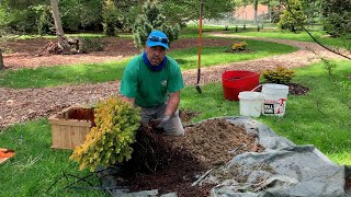 Gardeners Almanac May 3  Planting Conifers [upl. by Pomeroy]