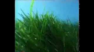 Posidonia oceanica [upl. by Ornie]