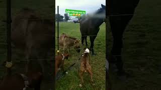 Lokolokong aso to ah 🤣🤣🤣 funny tryonttolaugh funnypets animals funnyanimals [upl. by Yemiaj450]