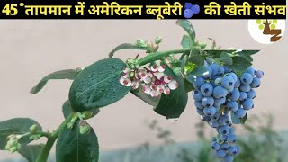 क्या ब्लूबेरी 🫐 की खेती गर्म क्षेत्रों में हो सकती है  देखें 100 ℅ Proof के साथ ll blueberry [upl. by Eadahs]