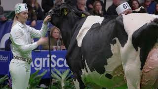 AgriScot 2022  Holstein Junior Cow  Winning Cow Jennifer [upl. by Melli]