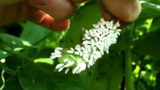 Tomato Hornworm covered with white cocoons of Braconid Wasp [upl. by Nylaf70]