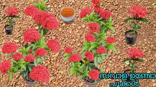 ചൈനീസ് തെച്ചി നിറഞ്ഞു പൂവിടാൻ Kerala garden ideas for home Malayalam gardening flowers [upl. by Nayar]