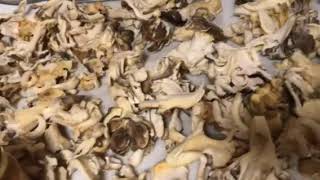 Drying Maitake mushrooms [upl. by Eidua101]