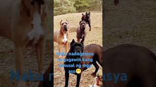 Paktay Kang Bata kabat Jan Kapa Kasi dumaan over da bakod kabe ware of dogs [upl. by Obie857]