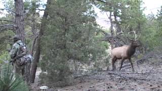 Bugling Elk Footage [upl. by Beret]