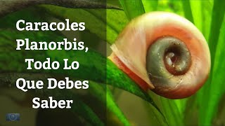 🔵 Caracoles Para Acuario PlanorbisTodo Lo Que Debes Saber Acuarios MB [upl. by Cavan865]