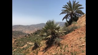 Chamaerops cerifera and Phoenix dactylifera in the Atlas Mountains Morocco [upl. by Kecaj]