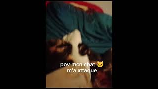 mon chat ma attaque [upl. by Aleedis]