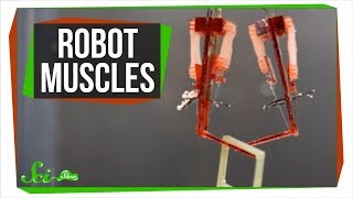 Why Scientists are Giving Robots Human Muscles [upl. by Carl]