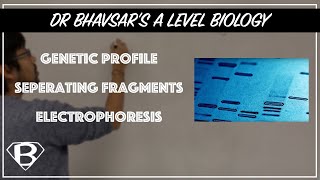 DNA profiles electrophoresis [upl. by Hach]