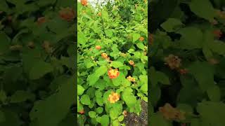 lantanabonsai flowers beautifulflowerplant garden nature youtobeshorts viralvideo viralreels [upl. by Isyad]