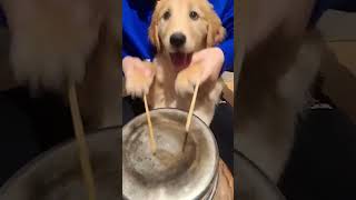 Puppy Drummer Steals The Show With Adorable Performance shiboinu dogs puppy [upl. by Euginom749]