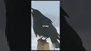 5 Fun Facts About Crows [upl. by Hogle]