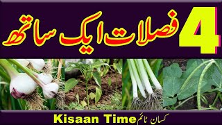 Intercroping farming in Pakistan intercrop farming intercrop farming in pakistan Kisan time [upl. by Theadora]