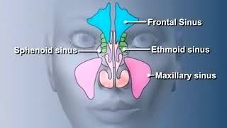 KiesselbachsPlexusENTNasalCavity [upl. by Earlene]