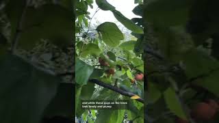 How to Eat American Persimmons Diospyros virginiana [upl. by Anileuqcaj]