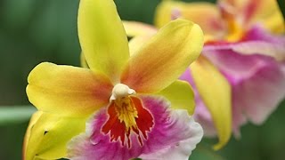 ORCHIDÉES POUR VOTRE INTÉRIEUR  CHOIX PRÉSENTATION CULTURE [upl. by Annhoj863]