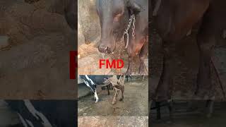 FMD  Foot and Mouth Disease [upl. by Renato]