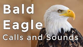 Bald Eagle Calls and Sounds 2024  Learn THREE noises these raptors make [upl. by Ruthie]