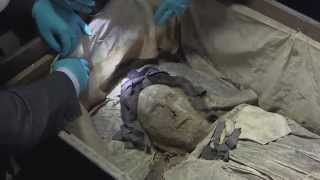 quotAstonishinglyquot wellpreserved 17th century mummy found [upl. by Karb469]