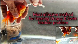 The Ultimate way to treat dropsy and swim bladder problem in fish [upl. by Braunstein108]