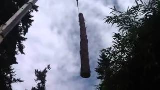 Tree Removal Tacoma WA  Tree Service Tacoma  Tree Removal Company Tacoma [upl. by Htnnek]